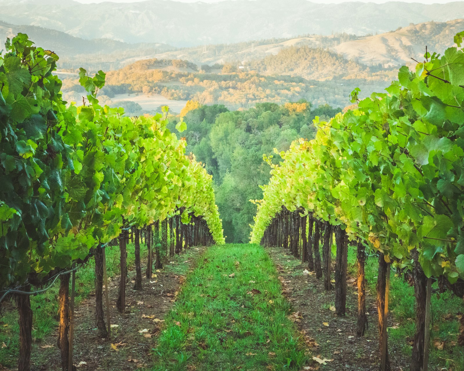 Pet-Friendly Wineries in Temecula