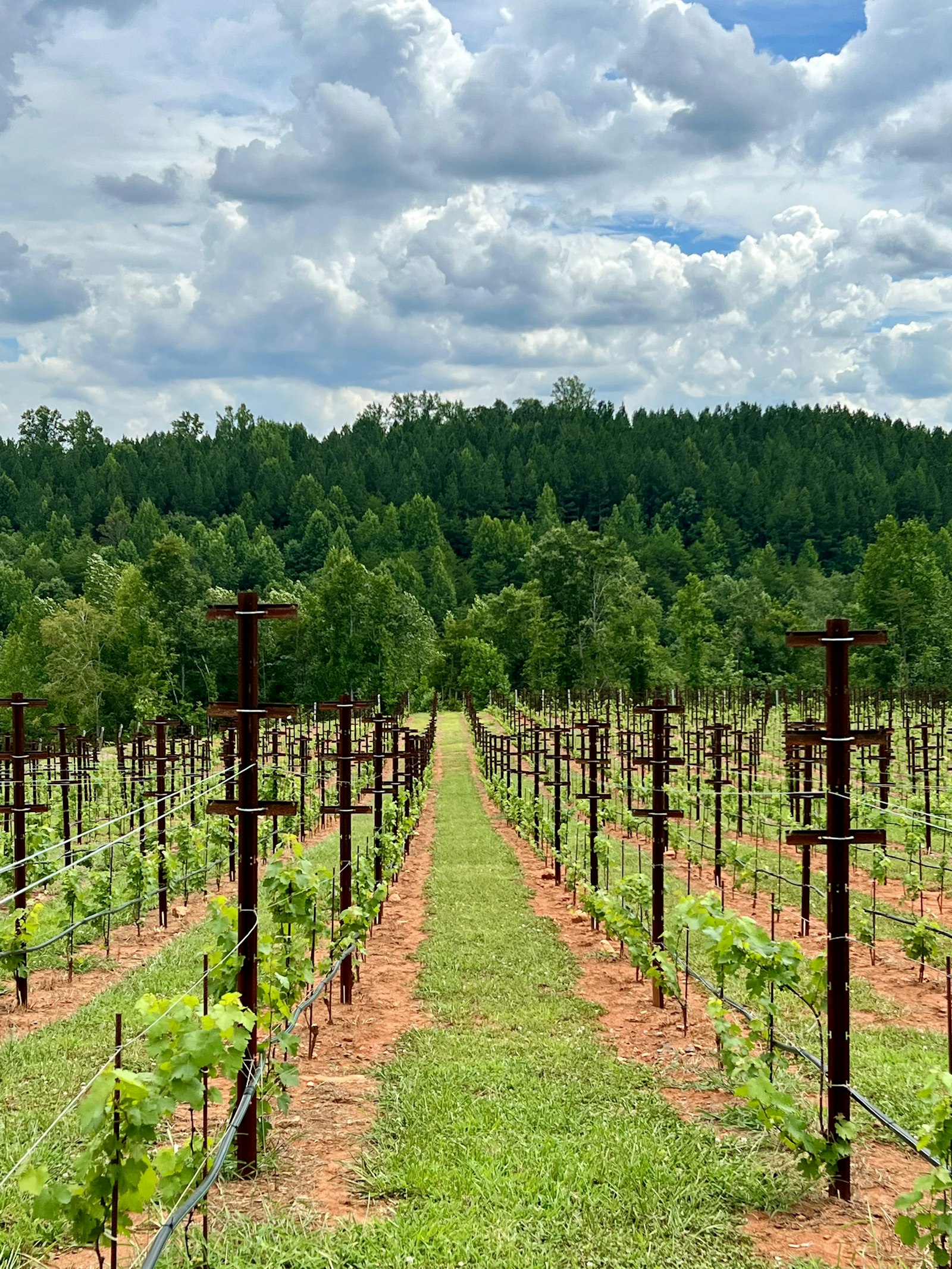 Best Wineries for Couples in Temecula
