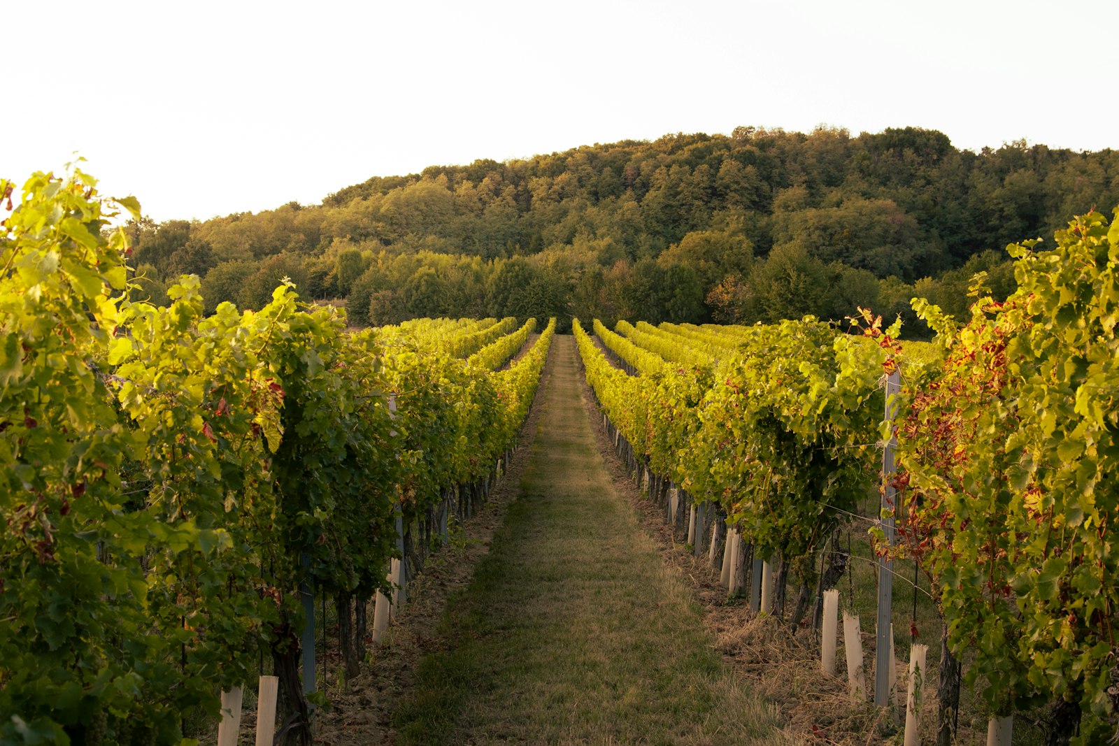 Falkner Winery — Calle Contento