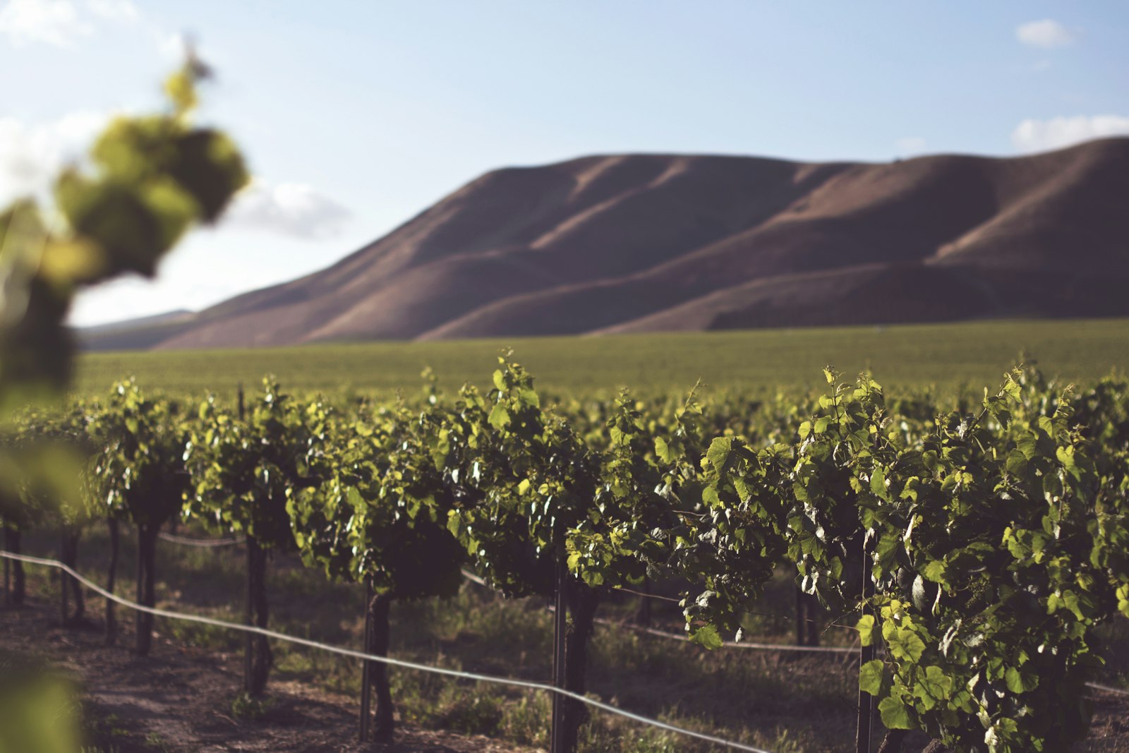 Best Wineries for Large Groups in Temecula